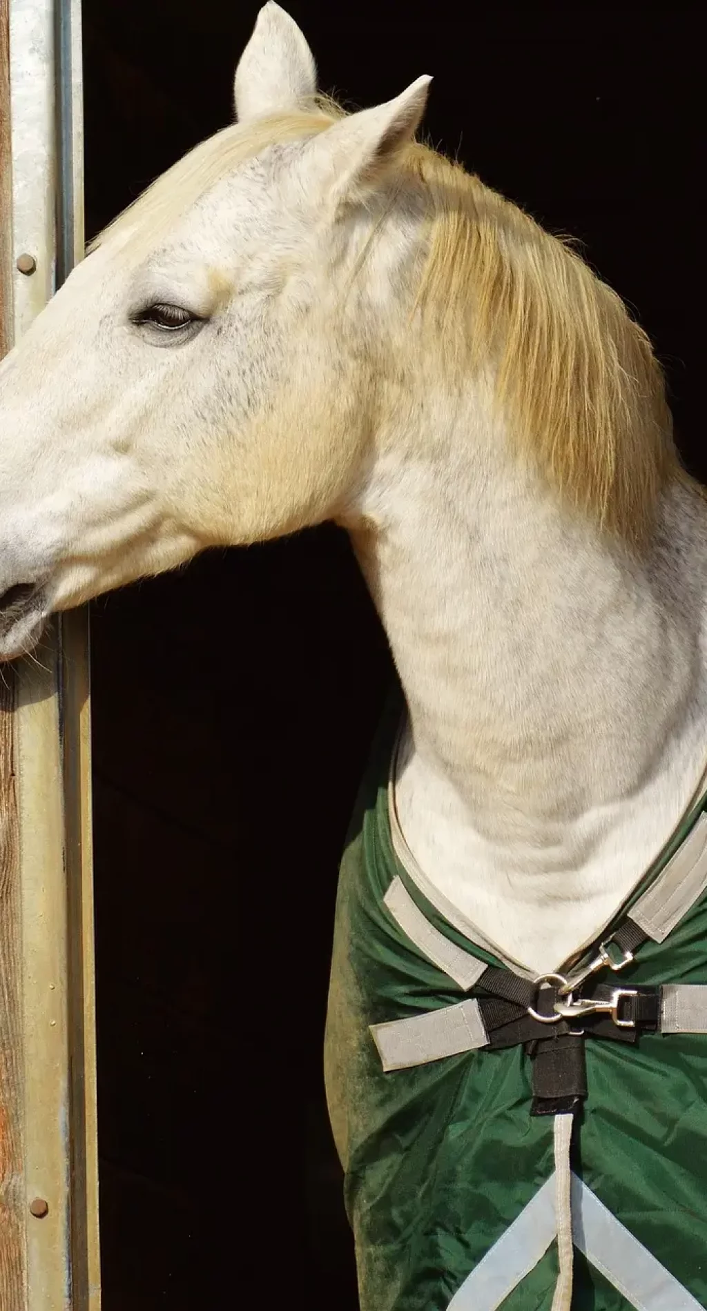 Pferd Stall