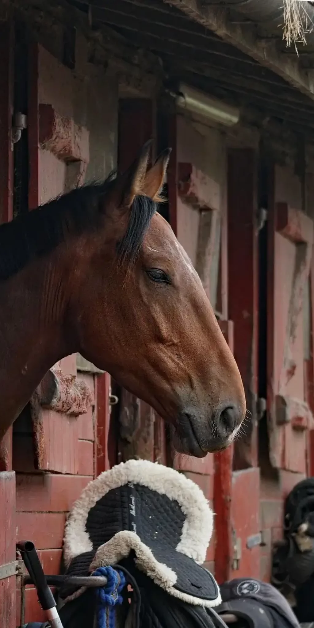 Stallbedarf